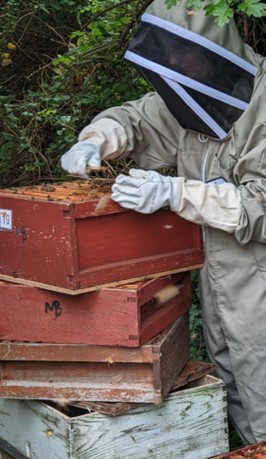 Bee Keeping